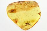 Detailed Fossil Parasitoid Wasp (Scelionidae) in Baltic Amber #321887-1